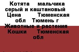 Котята, 2 мальчика (серый и каштановый) › Цена ­ 10 - Тюменская обл., Тюмень г. Животные и растения » Кошки   . Тюменская обл.